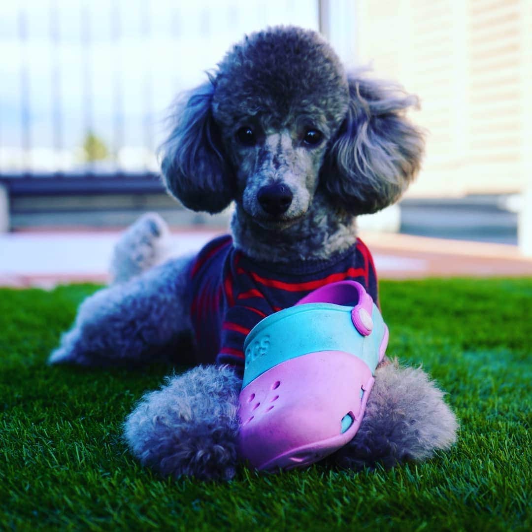 竹内弘一さんのインスタグラム写真 - (竹内弘一Instagram)「ウインクしてるやん😘 #わんすたぐらむ🐶 #joy #silvertoypoodle」11月30日 16時16分 - takeuchi_koichi