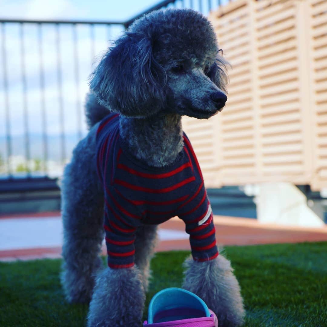 竹内弘一さんのインスタグラム写真 - (竹内弘一Instagram)「ウインクしてるやん😘 #わんすたぐらむ🐶 #joy #silvertoypoodle」11月30日 16時16分 - takeuchi_koichi
