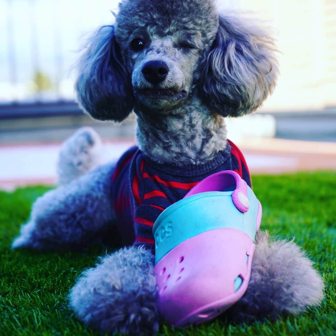 竹内弘一のインスタグラム：「ウインクしてるやん😘 #わんすたぐらむ🐶 #joy #silvertoypoodle」