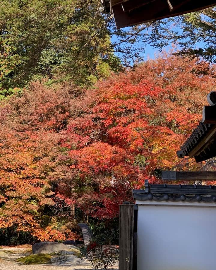 City of Kyoto Official Accountのインスタグラム：「実相院の紅葉（2020年11月30日撮影） Autumn leaves - Jisso-in Temple (Photo taken November 30, 2020) ◆紅葉だより https://ja.kyoto.travel/flower/momiji/ ◆Kyoto Autumn Leaves Calendar 2020 https://kyoto.travel/en/autumnleaves/index.html #visitkyoto #autumninkyoto #fallfoliage #maple #maplemania #mapleleaf #autumnleaves #kyototravel #autumn #feelkyoto #feeljapan #kyotogenic #art_of_japan #japan_of_insta #loves_united_kyoto #kyototravel#japantrip #kyototrip #ig_kyoto #kyoto_style」