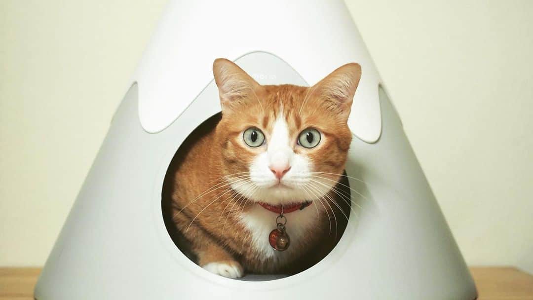 tamatamagoさんのインスタグラム写真 - (tamatamagoInstagram)「บ้านฟูจิเหมียว💕 　 タイの素敵ニャンコグッズの　@kafbo_ig  さんから、富士山ニャンコハウスが届いたよ😆  2個あるとありがたみが😆 な気がしなくもないけど、 仲良く一個ずつ入ったところが見たいじゃんね〜🤣  とりあえず一瞬、一緒に入った気がするけど、ネズミ咥えてすぐに出て行ったあの方〜😂😂 ま、いっか😆好きに楽しんで〜😉 　 My.Fuji Cat house🗻😼🐱💕✨ 　 2020/11/30  #猫グッズ　#猫ハウス  #cathouse #kafbo #thailand #แมว #แมวไทย #catthailand」11月30日 16時37分 - tamatamago