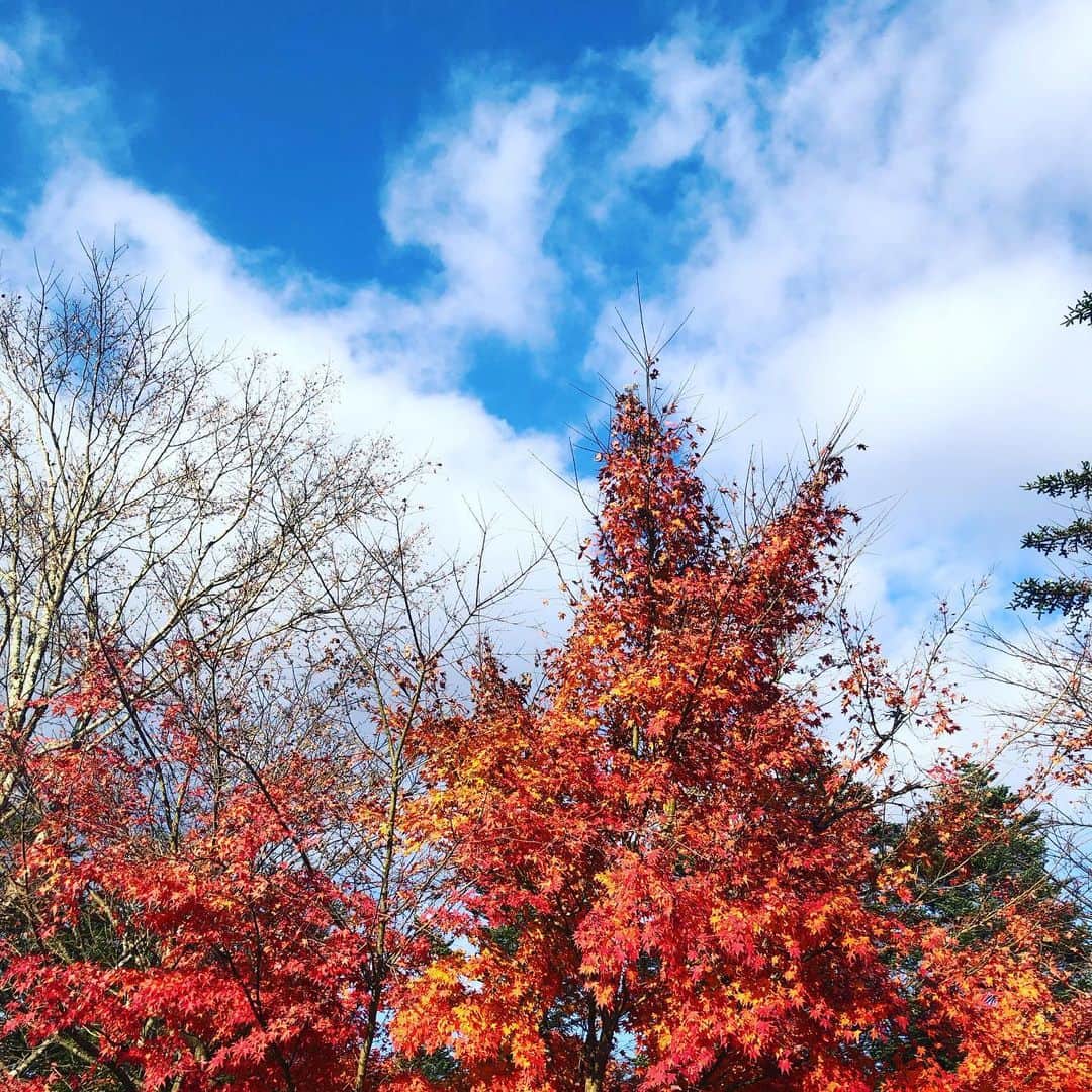 福田友理子さんのインスタグラム写真 - (福田友理子Instagram)「* * 色のある季節はとても好き🥰✨💐🎨 * * * #晩秋 #初冬 #紅葉 #紅葉狩り」11月30日 16時49分 - yuriko.fu