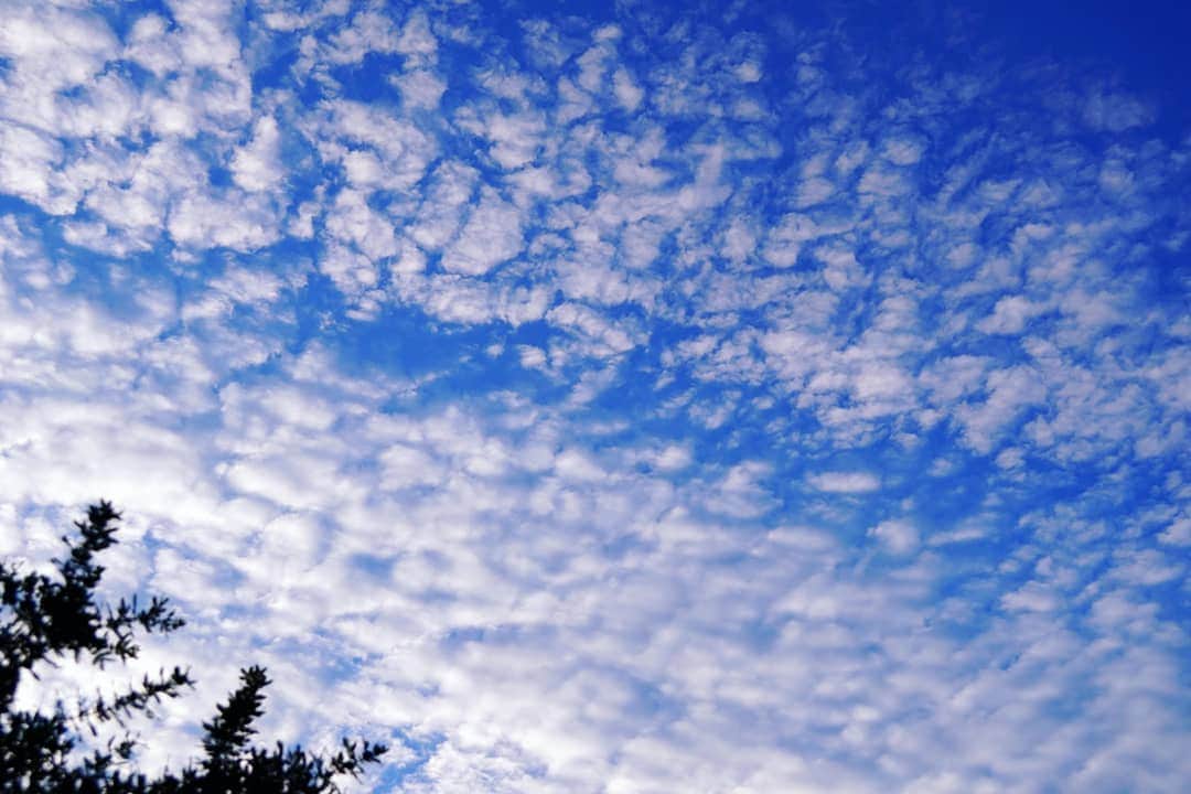Len Cynthiaさんのインスタグラム写真 - (Len CynthiaInstagram)「今朝の雲。 なんかキレイだったので、思わずパチリ! Σp[【◎】]ω･´)   #猫のいる暮らし #  #うろこ雲 #マンチカン」11月30日 16時52分 - lencynthiamoon