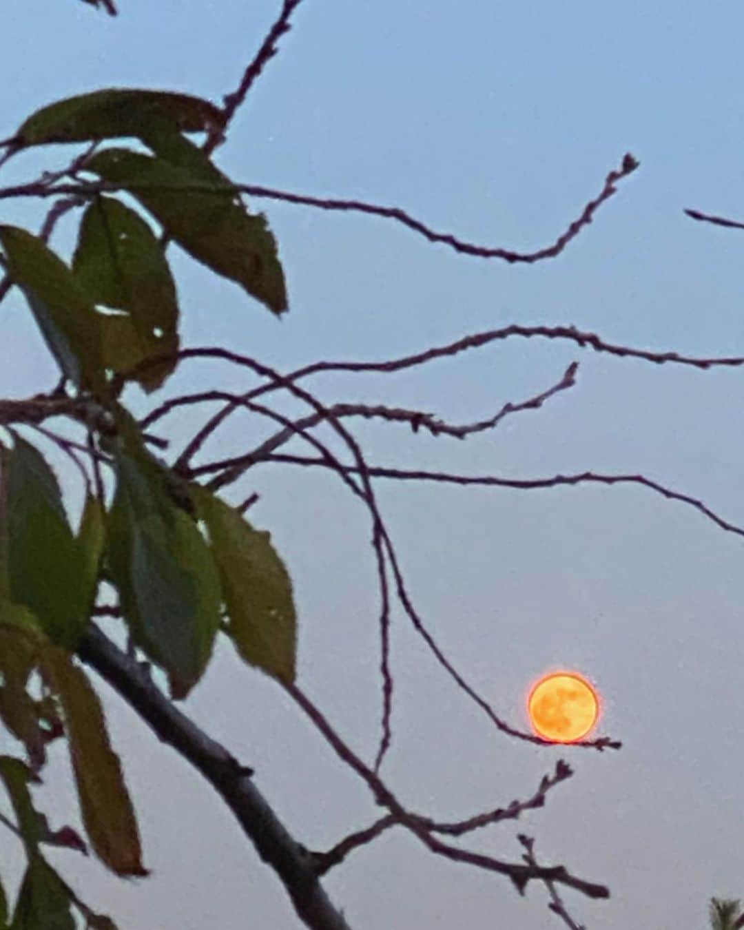 松本孝美さんのインスタグラム写真 - (松本孝美Instagram)「そして #満月  今日の満月は輪郭くっきり」11月30日 17時00分 - t_mimi1414