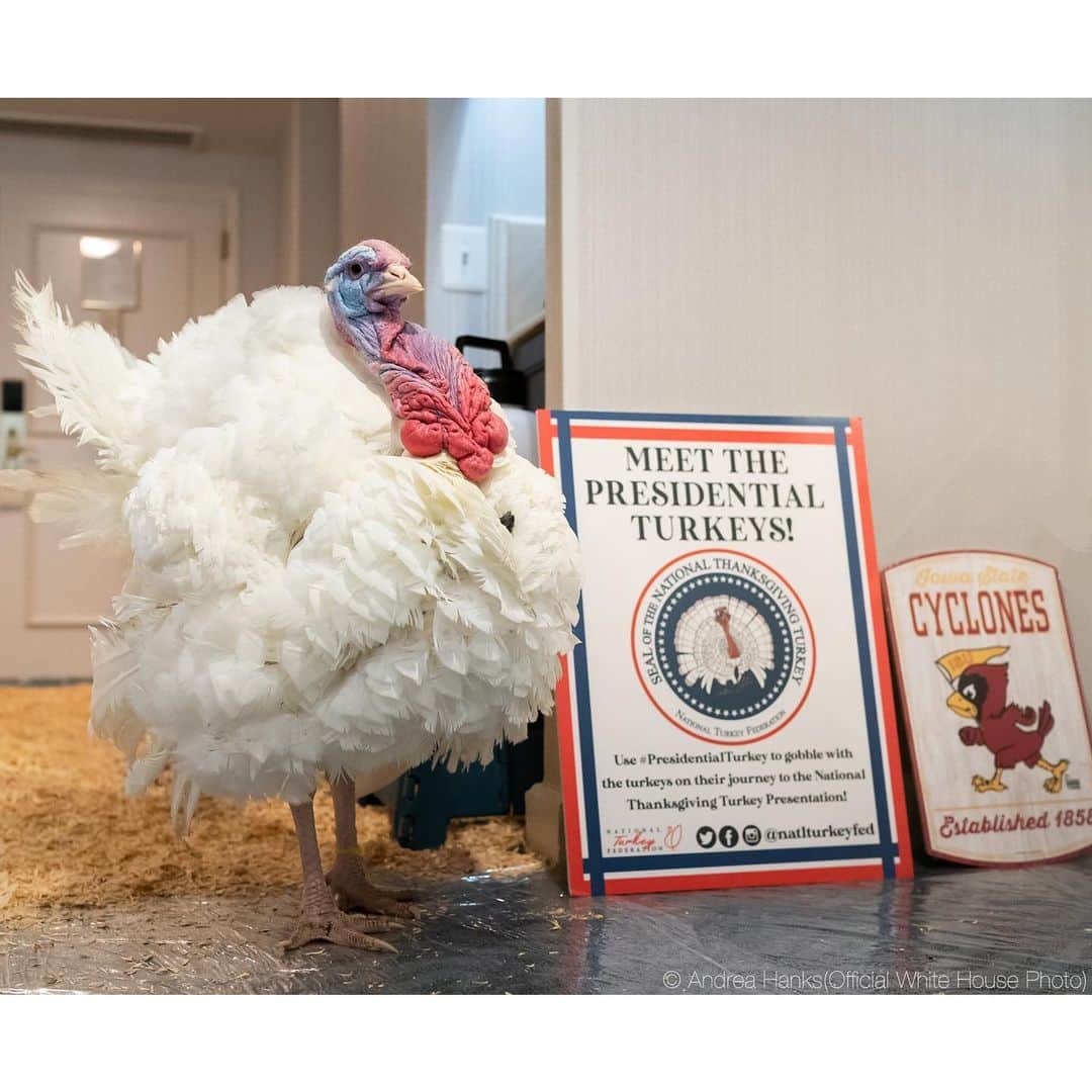 アメリカ大使館さんのインスタグラム写真 - (アメリカ大使館Instagram)「この凛とした姿の七面鳥🦃は 先週の感謝祭(11/26)に、🇺🇸ホワイトハウスで、大統領の恩赦を受けた七面鳥🦃のコーン。 これはホワイトハウスの慣例行事の1つで、2羽の七面鳥が市民の投票にかけられ、うち1羽が🇺🇸大統領の恩赦を受けます。 これをプレジデンシャル・ターキー(Presidential Turkeys)といいます。 今年は11/22(火)にセレモニーが行われました。 この恩赦を受けた七面鳥🦃は、この後食卓には並ばず、アイオワ州立大学の施設で飼育されています。 しかし凛々しい立ち姿🦃👀😆✨ . #usa #america #studyabroad #livinginamerica #thanksgiving #tradition #whitehouse #presidentialturkeys #modelpose #turkey #iowastateuniversity #washingtondc #ceremony #アメリカ #アメリカ生活 #留学 #感謝祭 #ホリデーシーズン #七面鳥 #モデル立ち #ホワイトハウス #恒例行事 #恩赦 #アイオワ州立大学 #11月 #behindthescenes #舞台裏の風景」11月30日 17時01分 - usembassytokyo