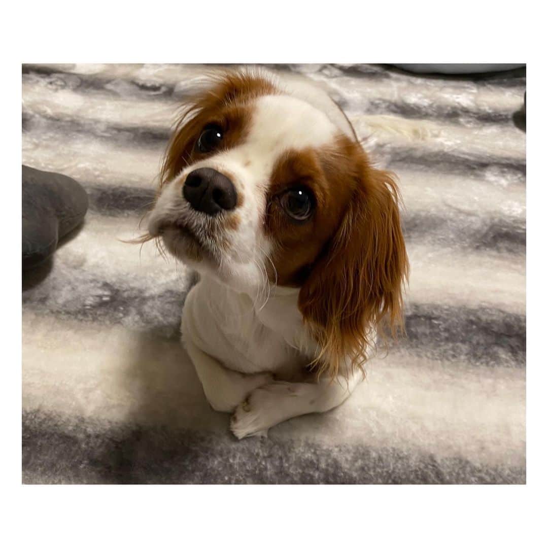 星奈津美のインスタグラム：「ハル太10ヶ月になりました🐶💞 どれも最近の写真なのに、表情やカメラの角度が違うだけでパピーに見えたり成犬に見えたり、、不思議🥺✨ 日に日に可愛いと愛おしいが増してます🥰🥰 #キャバリア #キャバリアキングチャールズスパニエル #ブレンハイム男の子 #10ヶ月 #ハル太」