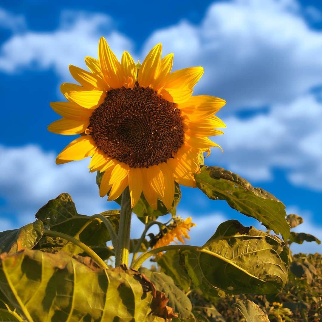 永田薫さんのインスタグラム写真 - (永田薫Instagram)「🌻  #ひまわり#ギリギリまにあった  #写真好きな人と繋がりたい #写真 #一眼レフ #一眼レフ初心者 #カメラ男子 #永田薫」11月30日 17時13分 - kaoru_nagata1006