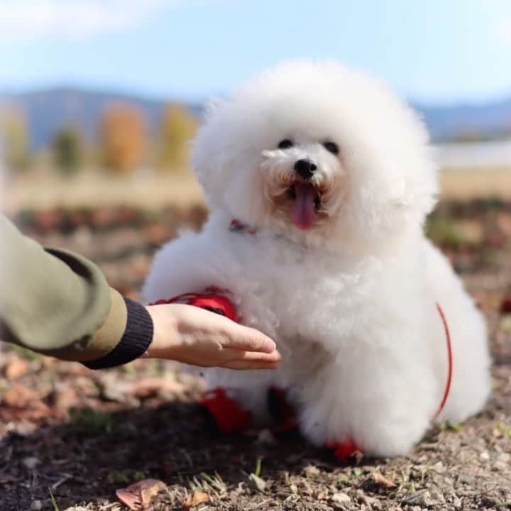 ゆうのインスタグラム：「. . おて🐶✋ . . . .」
