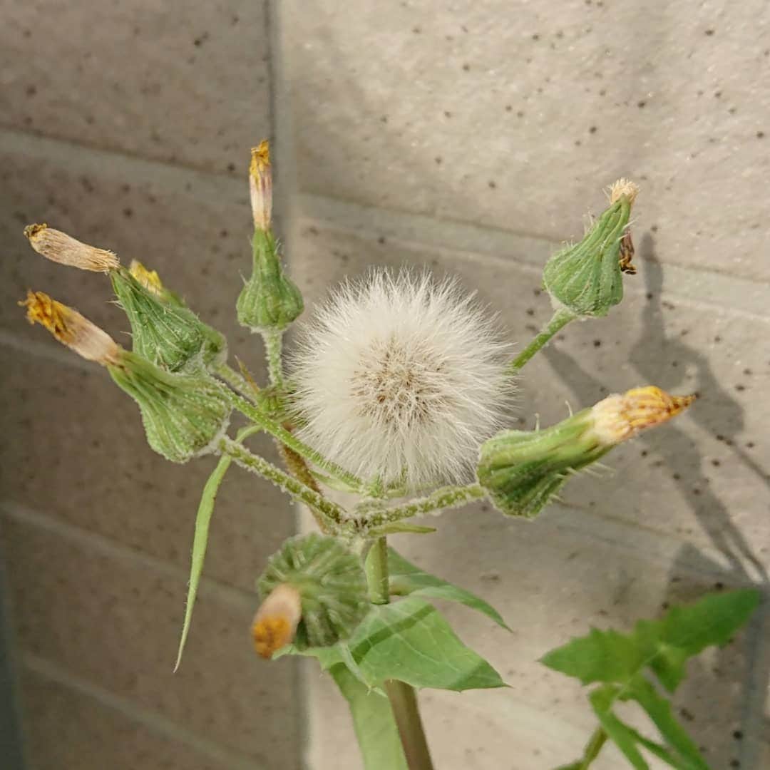 中田有紀さんのインスタグラム写真 - (中田有紀Instagram)「ベランダのタンポポといっていた花ですが、その後、周辺から1日1輪ずつどんどん咲いて、今日綿毛になりました。 薄々感づいていたけど…これタンポポじゃないな‼️😱綿毛で確信😣 「タンポポに似ている花」で検索したら、ブタナ、コウゾリナ、ノゲシ…いろいろあるんですね💦 で、一体何の花なんだろう？🤔 ノゲシに近いような気がするけど…違うかな😌 #タンポポ #じゃなかった」11月30日 17時37分 - akinakada0508