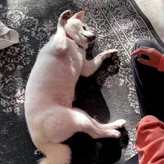 脇田恵子のインスタグラム：「おもチャンネルやろうかなぁ🐶💛。 #おもちと脇田」