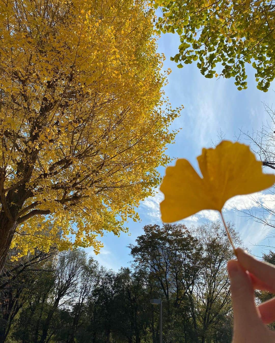 レンナ（RENNA）さんのインスタグラム写真 - (レンナ（RENNA）Instagram)「💛❤️🤍  11月はスーパーハードだったけど 楽しいこともたくさんあったな☺️❤️ 明日からもう12月！ 気を引き締めてがんばろう〜😌✨  #新宿中央公園 #ピクニック #お散歩 #イチョウ #紅葉」11月30日 17時54分 - renna_tkmr