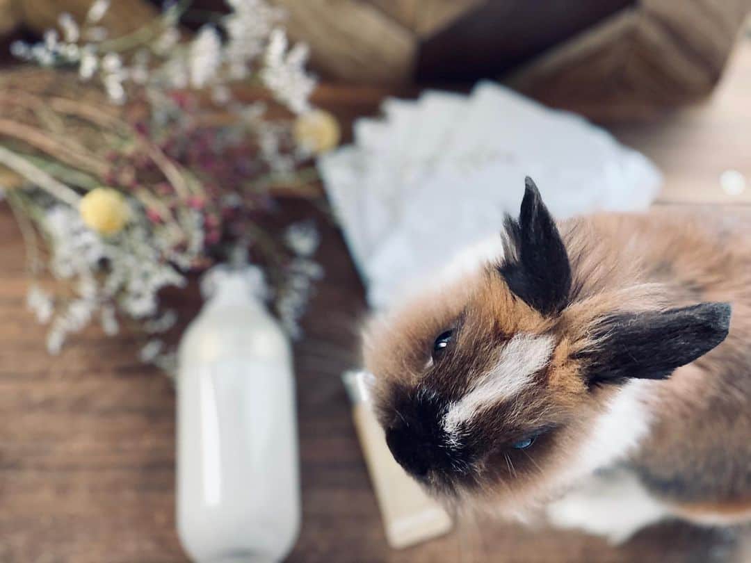 TONEAYUさんのインスタグラム写真 - (TONEAYUInstagram)「物撮り乱入うさぎ🦁﻿ ﻿ #うさぎ﻿ #rabbit﻿ #ポキライアン」11月30日 18時13分 - toneayu