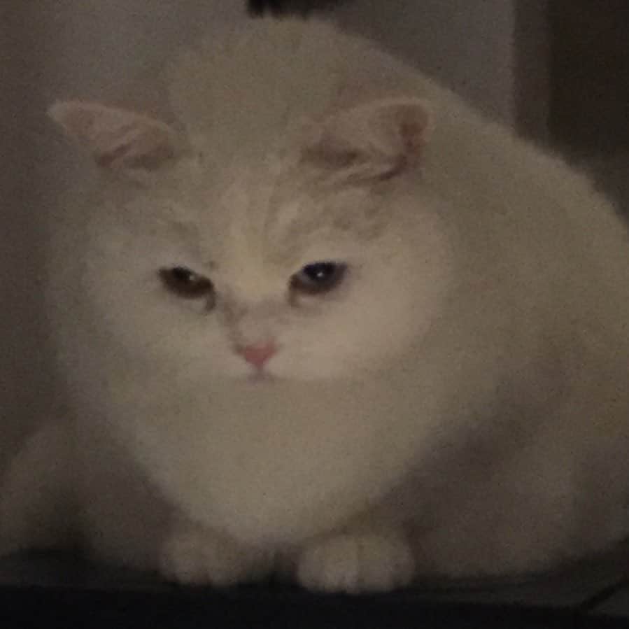てふのインスタグラム