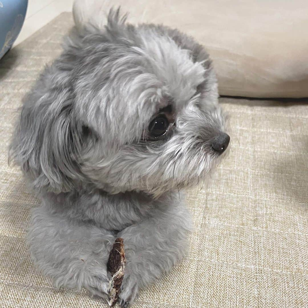 虹香さんのインスタグラム写真 - (虹香Instagram)「︎︎︎︎︎☺︎﻿ #イヌスタグラム 🐕﻿ ﻿ おやつを大事に持ついつかのはなちゃん﻿ かーーーーーわいーーーーー」11月30日 18時19分 - njk_68