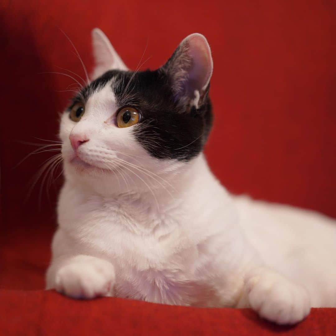 KAZUYAのインスタグラム：「今日のにゃんこ76。 この椅子はポコ専用になってしまった…。 #猫 #猫のいる暮らし #cat」