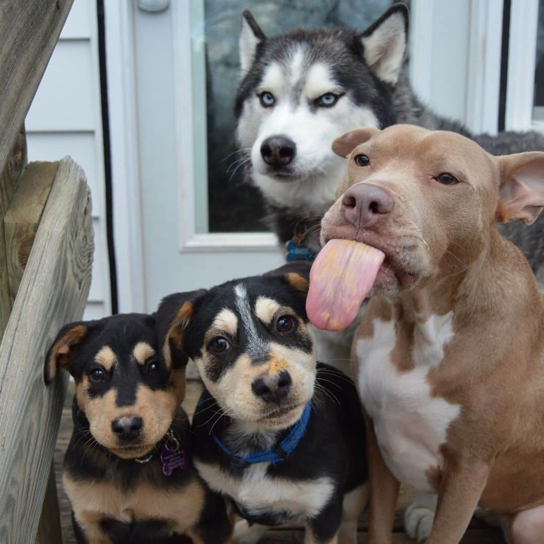 8crapさんのインスタグラム写真 - (8crapInstagram)「Trying to take a group photo of dogs be like: - 📷 @must_love_dogs_pitsky - #barked #dog #doggo #Husky #PitBull」11月30日 19時00分 - barked