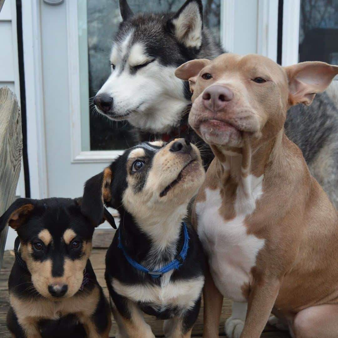 8crapさんのインスタグラム写真 - (8crapInstagram)「Trying to take a group photo of dogs be like: - 📷 @must_love_dogs_pitsky - #barked #dog #doggo #Husky #PitBull」11月30日 19時00分 - barked