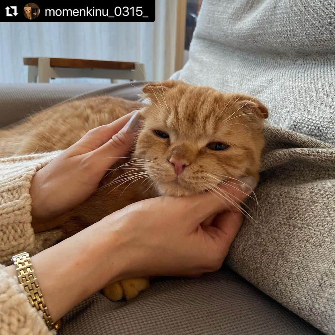 ねこのインスタグラム