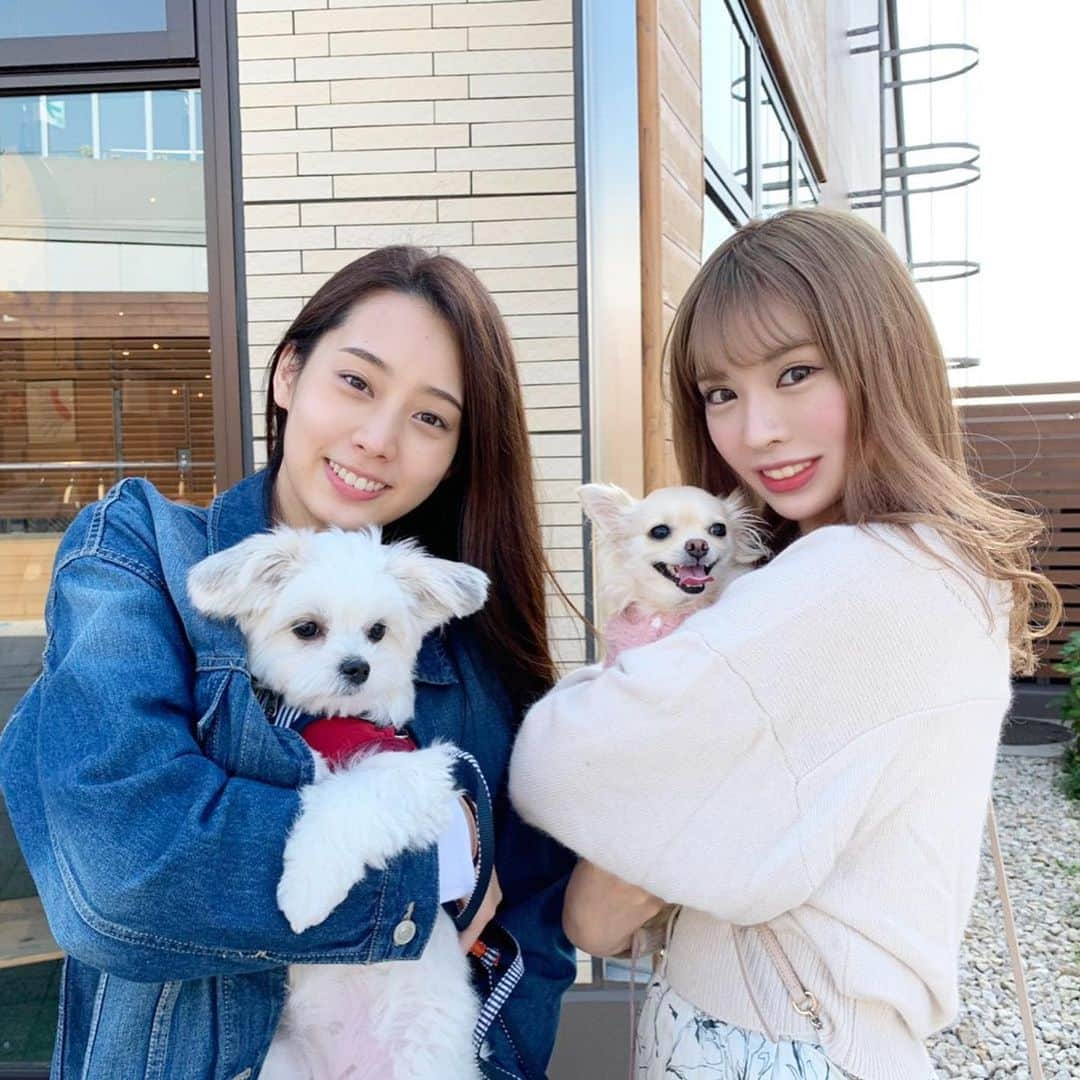 玉井らんさんのインスタグラム写真 - (玉井らんInstagram)「@momonohanabi_ と犬会🐶❤️チャコまだ8ヶ月だけど、チワワと比べるとかなり大きい🤣仲良しの友達とこうやって犬連れて遊べるの嬉しいなあ！！ . . #犬会 #愛犬 #マルパピ #チワックス #犬のいる暮らし #犬好きな人と繋がりたい #わんすたぐらむ #いぬすたぐらむ #ミックス犬」11月30日 19時27分 - ran_tamai