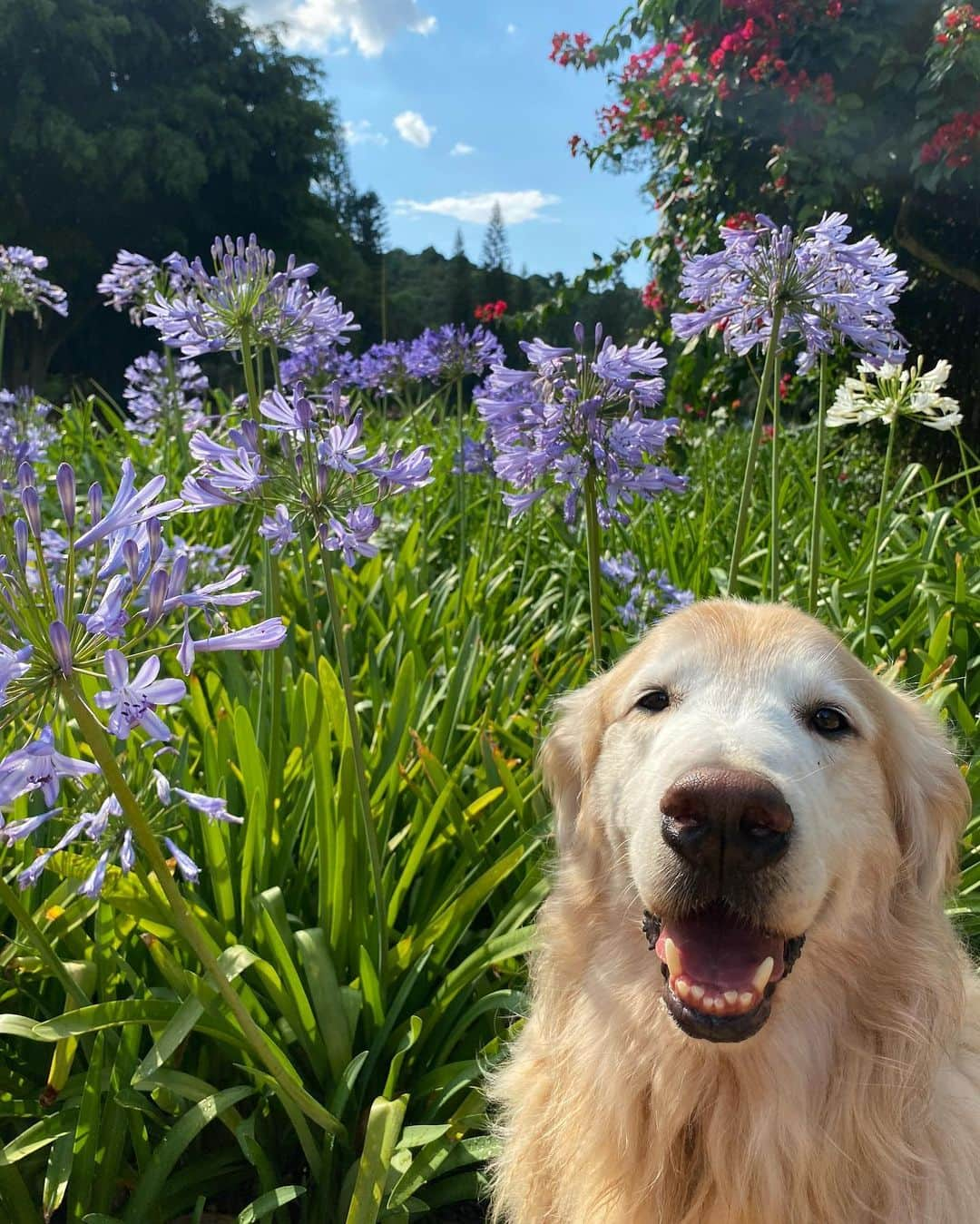 Bobさんのインスタグラム写真 - (BobInstagram)「Uma excelente semana a todos vocês com essa vibe maravilhosa diretamente dos jardins do @uniquegarden! Obrigado @olapet.friendly pelo convite! 🏆  Aproveitem para seguir a @olapet.friendly que em breve trará muitas novidades super bacanas pra vocês!! 😉🐾🐾  . #ExpediçõesOlaPet  #HyundaiPets  .  Destino: @uniquegarden  . #hotelaria #turismo #hotelpetfriendly #hotelariapetfriendly #dicasdeviagem #viagemcompets #petlovers #dogs #gastronomia #luxury #vejasp #mairipora #saopaulo #destinos #corporativo #olapetfriendly #goldenretrievers #natureza #monday #mondaymotivation #mondaymood」11月30日 19時29分 - bob_marley_goldenretriever