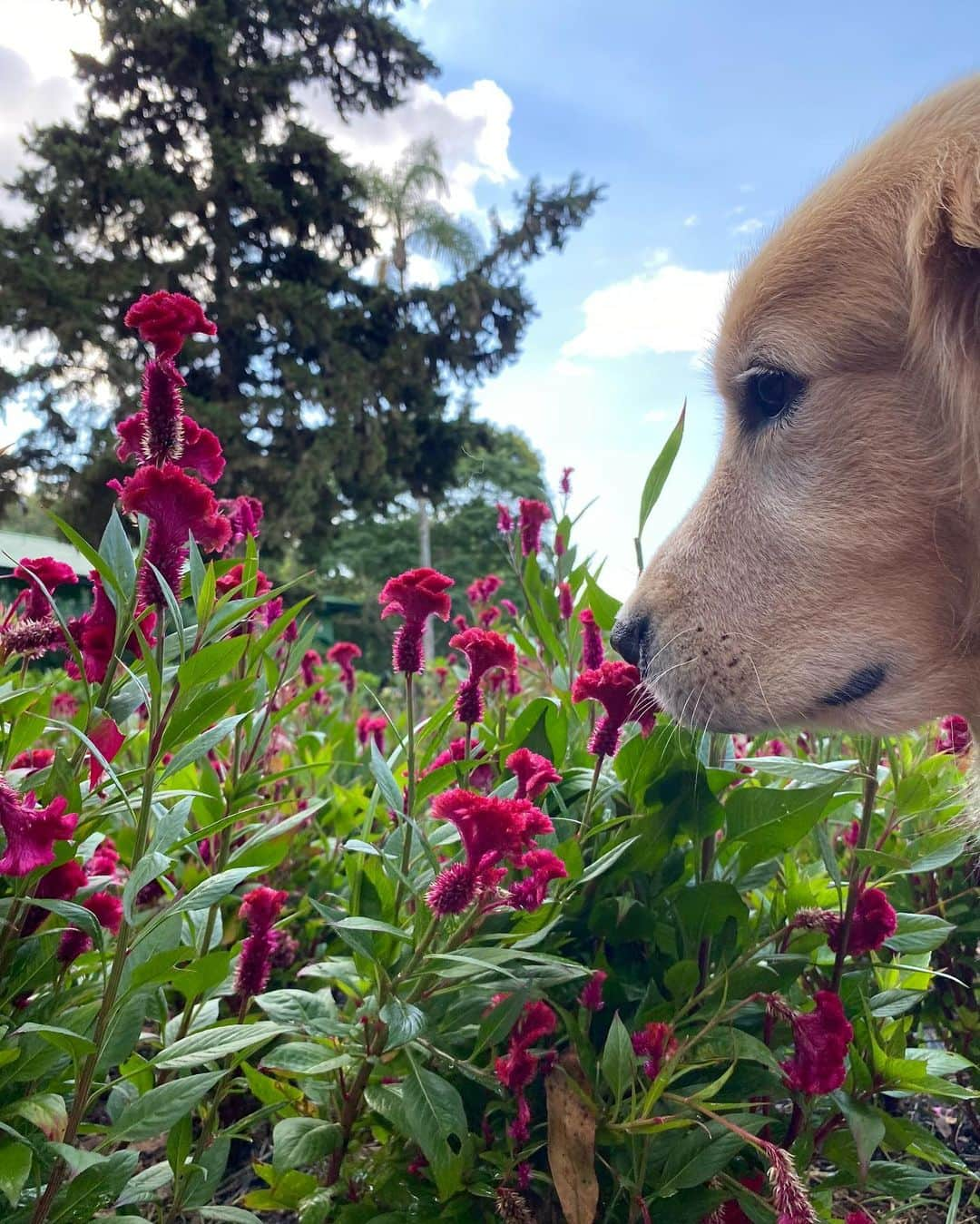 Bobさんのインスタグラム写真 - (BobInstagram)「Uma excelente semana a todos vocês com essa vibe maravilhosa diretamente dos jardins do @uniquegarden! Obrigado @olapet.friendly pelo convite! 🏆  Aproveitem para seguir a @olapet.friendly que em breve trará muitas novidades super bacanas pra vocês!! 😉🐾🐾  . #ExpediçõesOlaPet  #HyundaiPets  .  Destino: @uniquegarden  . #hotelaria #turismo #hotelpetfriendly #hotelariapetfriendly #dicasdeviagem #viagemcompets #petlovers #dogs #gastronomia #luxury #vejasp #mairipora #saopaulo #destinos #corporativo #olapetfriendly #goldenretrievers #natureza #monday #mondaymotivation #mondaymood」11月30日 19時29分 - bob_marley_goldenretriever