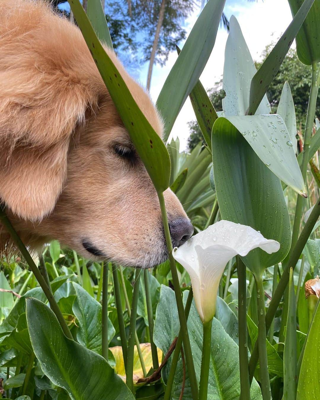 Bobさんのインスタグラム写真 - (BobInstagram)「Uma excelente semana a todos vocês com essa vibe maravilhosa diretamente dos jardins do @uniquegarden! Obrigado @olapet.friendly pelo convite! 🏆  Aproveitem para seguir a @olapet.friendly que em breve trará muitas novidades super bacanas pra vocês!! 😉🐾🐾  . #ExpediçõesOlaPet  #HyundaiPets  .  Destino: @uniquegarden  . #hotelaria #turismo #hotelpetfriendly #hotelariapetfriendly #dicasdeviagem #viagemcompets #petlovers #dogs #gastronomia #luxury #vejasp #mairipora #saopaulo #destinos #corporativo #olapetfriendly #goldenretrievers #natureza #monday #mondaymotivation #mondaymood」11月30日 19時29分 - bob_marley_goldenretriever