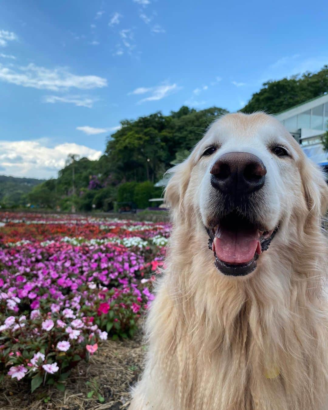 Bobさんのインスタグラム写真 - (BobInstagram)「Uma excelente semana a todos vocês com essa vibe maravilhosa diretamente dos jardins do @uniquegarden! Obrigado @olapet.friendly pelo convite! 🏆  Aproveitem para seguir a @olapet.friendly que em breve trará muitas novidades super bacanas pra vocês!! 😉🐾🐾  . #ExpediçõesOlaPet  #HyundaiPets  .  Destino: @uniquegarden  . #hotelaria #turismo #hotelpetfriendly #hotelariapetfriendly #dicasdeviagem #viagemcompets #petlovers #dogs #gastronomia #luxury #vejasp #mairipora #saopaulo #destinos #corporativo #olapetfriendly #goldenretrievers #natureza #monday #mondaymotivation #mondaymood」11月30日 19時29分 - bob_marley_goldenretriever