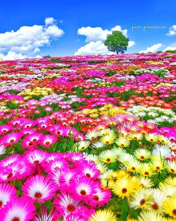 花の写真館のインスタグラム：「Photo by @princess.nao.⠀ https://instagram.com/princess.nao/⠀ .⠀ Original Post[投稿いただいたURL]⠀ https://www.instagram.com/p/CEJib1lpVPh/⠀ .⠀ 本アカウントは、 #私の花の写真 をつけてInstagramに投稿された皆さまの花の写真や、「花の写真館」Facebookページで投稿された花の写真を紹介します。⠀ 「花の写真館」Facebookページは、「 @floral.photograph 」のプロフィールにあるURLからご覧ください。⠀ .⠀ ※各自、政府、自治体など公的機関の指示に従った行動をお願いします。⠀⠀ 東京カメラ部および分室では、写真を「見る楽しみ」を提供することを通して、微力ながら皆様にわずかな時間でも癒しをお届けしたいと思っております。⠀ ※本アカウントは東京カメラ部がFacebook、Instagramのサービスを利用して運営しているもので、Facebook社・Instagramとは一切関係ありません。⠀ .⠀ #花の写真館 #floralphotograph #floralphoto #flower #flowers⠀ Follow: @floral.photograph」