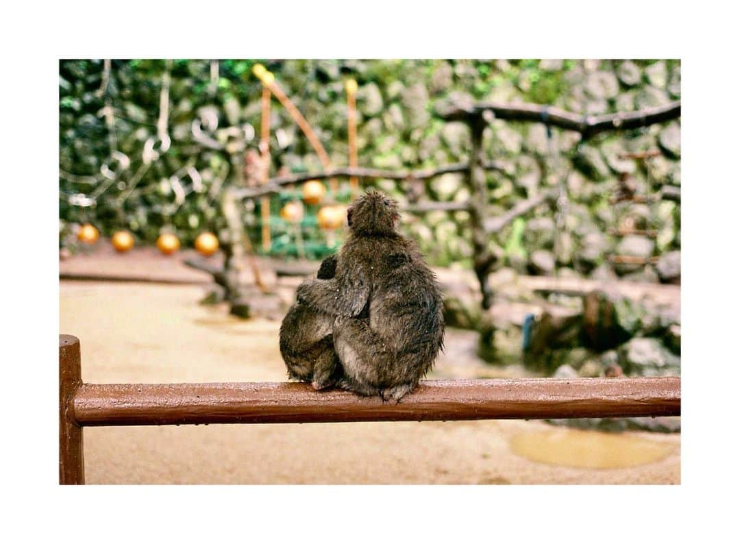 田村心のインスタグラム：「_﻿ 雨の中抱き合う親子猿🐒﻿ ﻿ なんかの賞に入選していそう。﻿ 動物撮るの上手い気がする。笑﻿ ﻿ 高崎山楽しかった！」