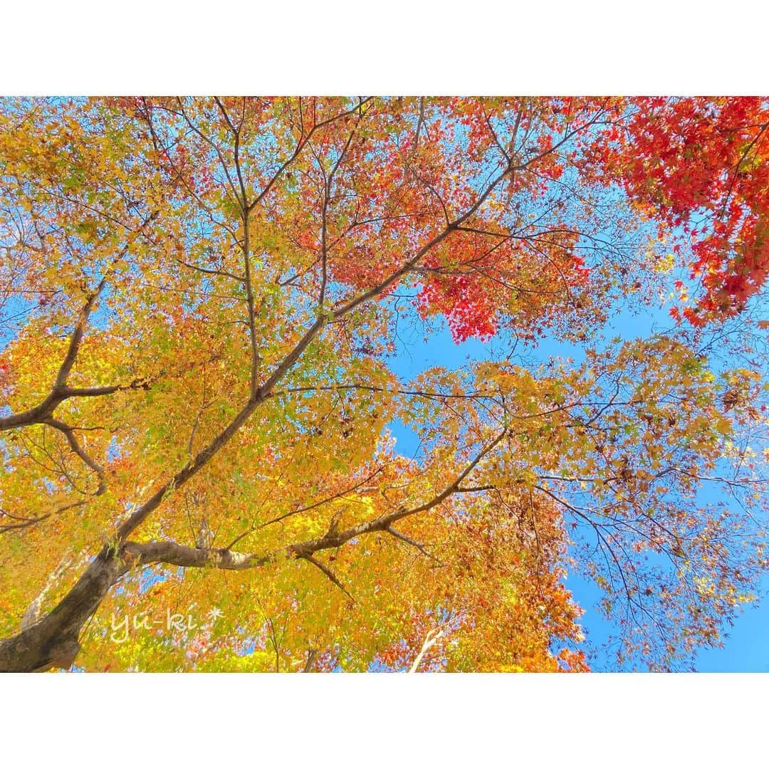 二見夕貴さんのインスタグラム写真 - (二見夕貴Instagram)「. 早々に答えを出してしまったけど、 何年か振りに毎年通ってたあの地に 行ってきました\( ⍢ )/ . 紅葉は思いの外散り気味だったけど 綺麗な木もまだまだあるし 落ち葉たちも素敵でたくさん撮りました♡ . エピソードとともに載せてゆきます☺️ . #redleaves #autumnleaves #autumninjapan #beautifulsky #ilovesky #travelinjapan #kyoto #cameragirl #travelgirl #紅葉狩り #秋空 #空まにあ #空が好き #カメラ女子 #京都 #ひとり旅女子」11月30日 21時11分 - yyyuki___