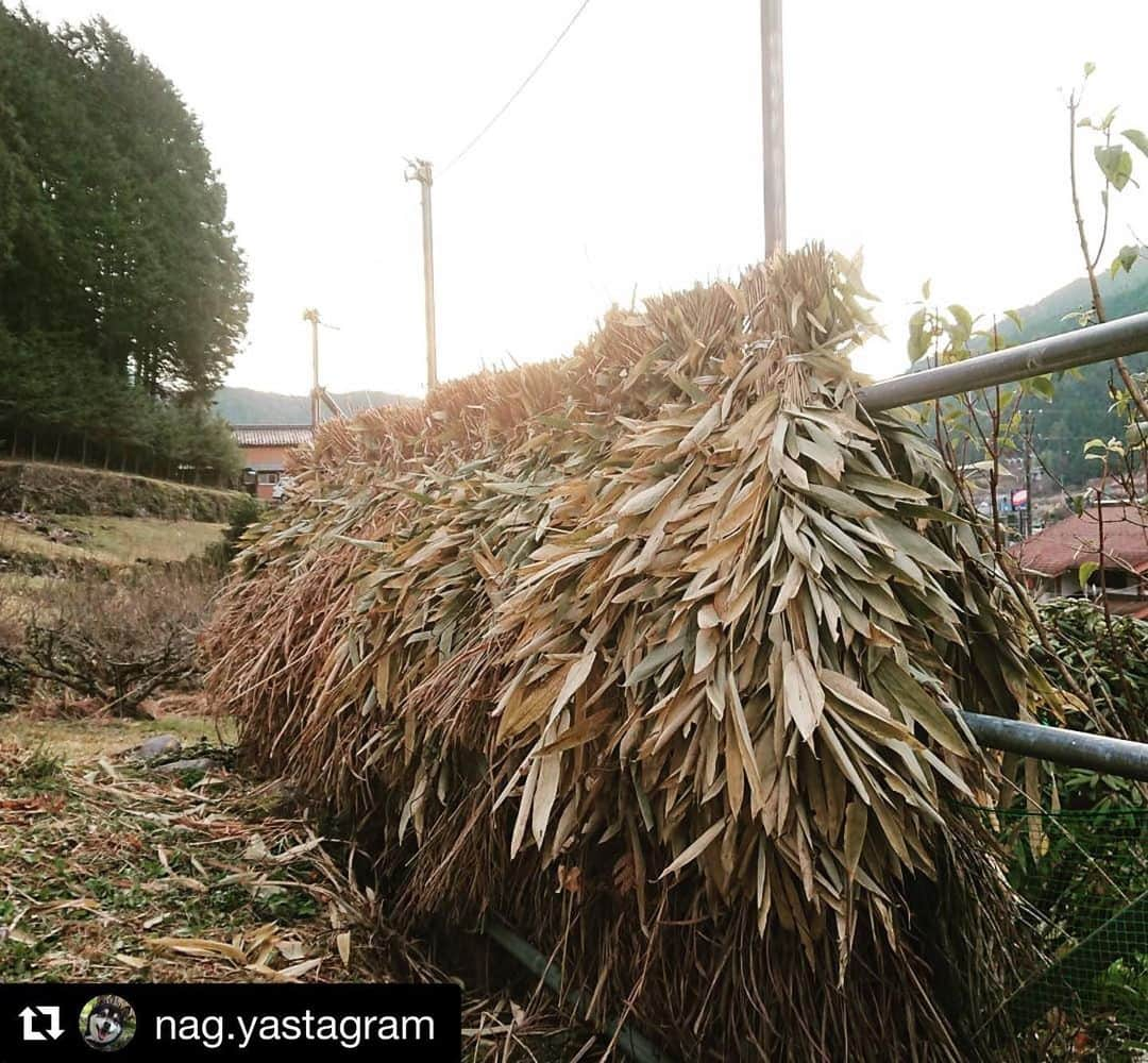 Gero City【下呂市公式アカウント】さんのインスタグラム写真 - (Gero City【下呂市公式アカウント】Instagram)「#Repost @nag.yastagram with @get_repost ・・・ 冬支度じゃなくて 春支度  すすき、笹を刈り取り束ね はざ掛けして冬を越し  春から夏にかけての 畑に敷きワラならぬ 敷きすすき、敷き笹に  湿度の調整や除草など 敷きワラならぬ 敷きすすき、敷き笹は 我が家の家庭菜園には 大切なものです  日曜日は出荷の日🐷 今日は11月最後の出荷日でした 今日も無事に出荷が出来ました 今年も残り4日の出荷🐷  50歳を越えても 現役なカズさん (自分よりも年下ですけど) いつもパワーや感動を もらっています！  まだやれる！ まだまだやれる！ もっとやれる！  #日曜日は出荷の日🐷  #今日も無事に出荷🐷が出来ました  #年内出荷は残り4回 #今年も残り1ヶ月  #コロナに始まりコロナで終わる  #冬支度 #春支度  #すすきの刈り取り #笹の刈り取り #はざ掛け  #家庭菜園  #畑の養分 #カズ #カズさん  #キングカズ  #三浦知良  #年齢？#関係ない #かっこいい  #さあ行こう #ヤスさん #下呂アンバサダー  #gerostagram」11月30日 21時15分 - gerostagram