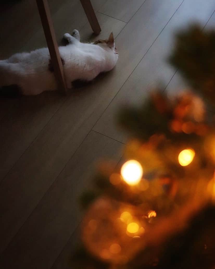 rei_nyanzさんのインスタグラム写真 - (rei_nyanzInstagram)「𓃠  　 床暖 始めました…☺︎  　 　 12月を目前に 東京も ぐっと寒くなってきましたよ…🍂 　 　 　  　 　 #ねこが落ちてるん #床暖房 #クリスマスツリー #christmastree  #ねこのいる暮らし」11月30日 21時18分 - rei_nyanz