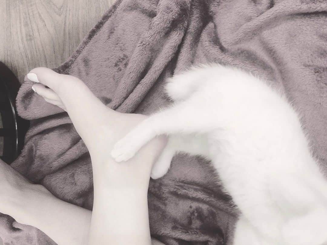 ダレノガレ明美さんのインスタグラム写真 - (ダレノガレ明美Instagram)「足と足💋  #保護猫」11月30日 21時23分 - darenogare.akemi