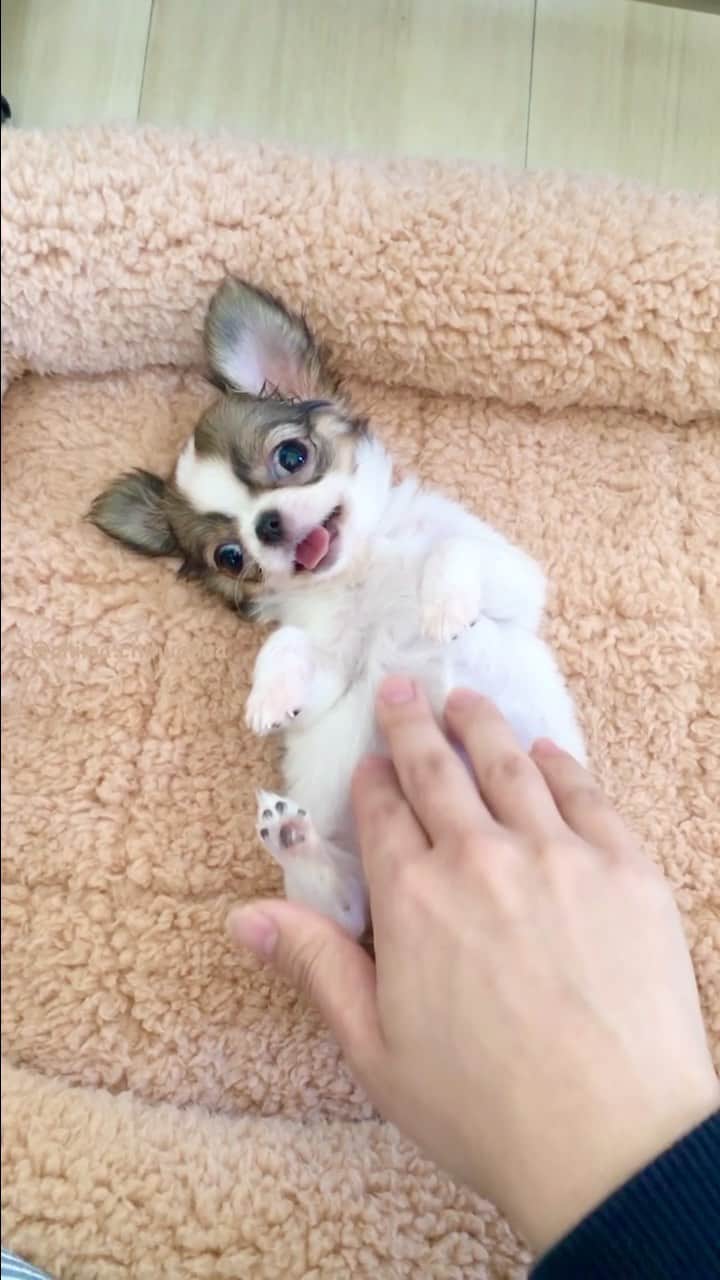 ちまのインスタグラム