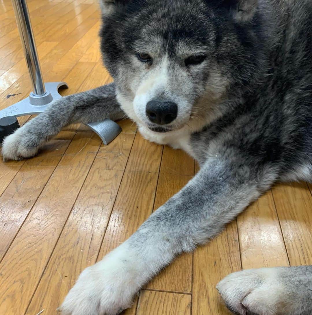 山本里美のインスタグラム：「りん様」