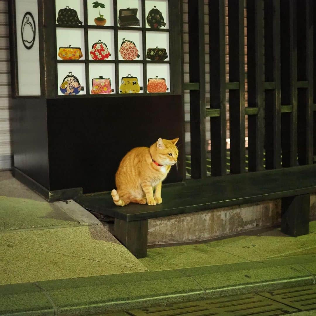 今井安紀さんのインスタグラム写真 - (今井安紀Instagram)「When I went back to Katase-Enoshima station, I found two cats. One of them run to me and got on my laps!! Then it relaxed and had a nap...ON MY LAPS!!! I was really happy but I wondered if people felt me I was strange woman because I had to sit down on the street for this lovely cat... サムエル・コッキング苑からの帰り、猫発見！どこかの飼い猫っぽいなーって写真撮ってたら…膝に乗ってきた！乗ったと思ったらくつろいでうとうとし始め…道端でしばらく座り込む羽目になりましたが、幸せ♡ Camera : No.1-3, 7Olympus PEN E-PL9 No.4 iPhone  #olympuspenepl9 #noedit #nofilter #photolover #latergram #enoshima #enoshimacat #catstagram  #オリンパスPEN #加工なし #撮って出し #写真好きな人と繋がりたい #時差スタグラム #江ノ島 #江ノ島の猫 #ねこすたぐらむ #セルフィー」11月30日 21時40分 - i_am_akinyan0826