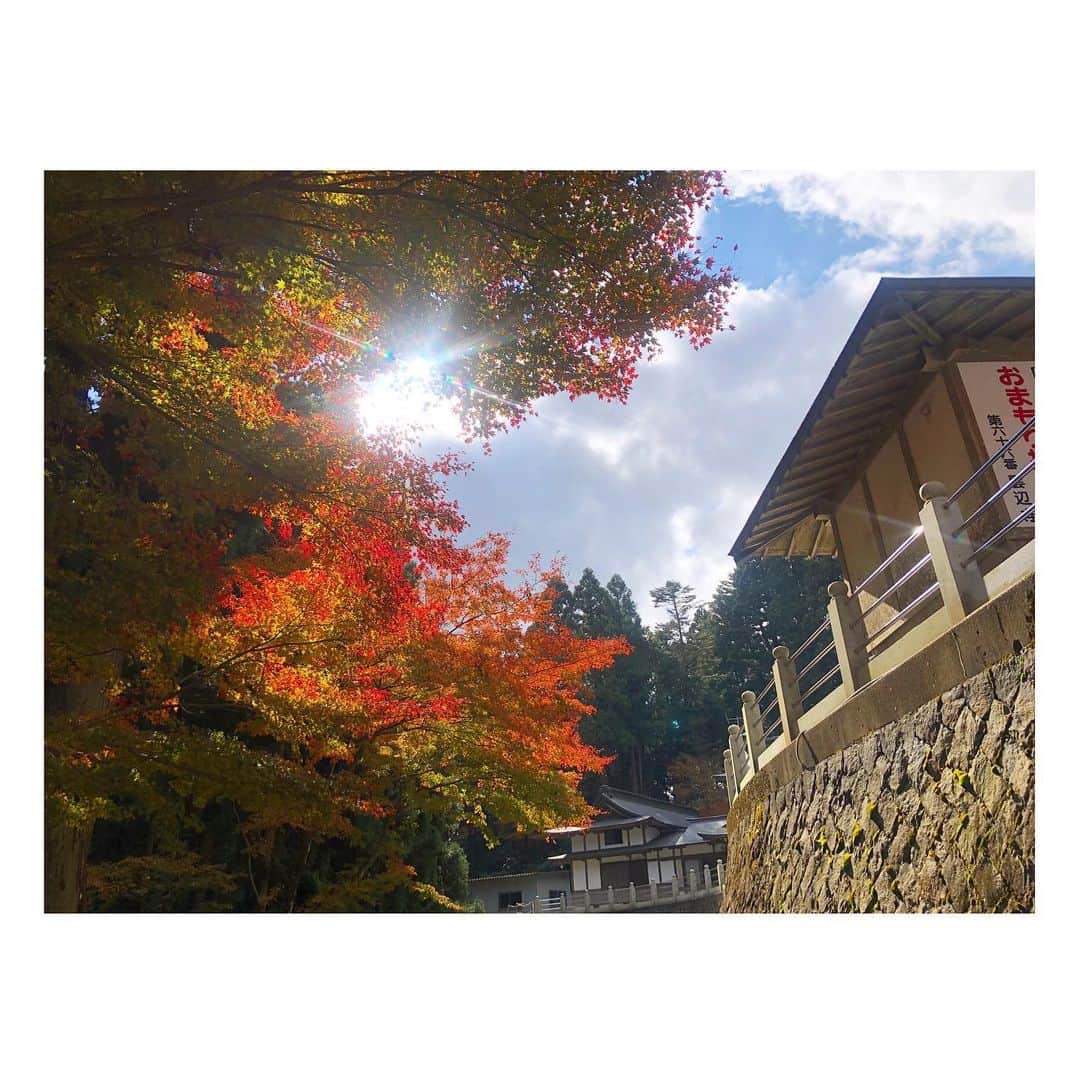のインスタグラム：「🍁 . 日の光がすーっと差し込んでいて 見ているだけで心が癒される😇 . #もみじがり #第六十六番札所 #雲辺寺 #秋 #1番好きな季節 #紅葉 #赤 #青 #黄 #コントラスト #四国 #香川 #徳島 #県境」