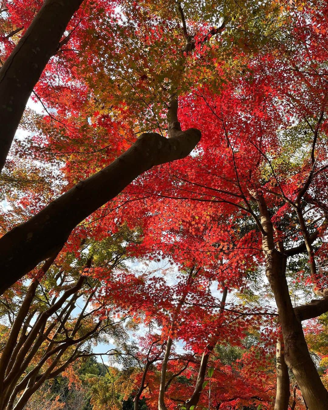 ほのかさんのインスタグラム写真 - (ほのかInstagram)「. . 今日で11月も終わり〜！！ . . お昼間の紅葉も良かった〜！綺麗！ 今年もみれて嬉しかったな〜🍁 . . この時はアウターなしで過ごせたけど、もう寒いな〜🌀💭 .  #紅葉 #紅葉スポット #もみじ #神戸紅葉 #須磨離宮公園 #須磨 #神戸 #神戸観光 #l4l #モデル事務所 #rottenmeier_model #model #モデル #instapic #likes #ロッテンマイヤーほのか」11月30日 21時44分 - rotten_honoka