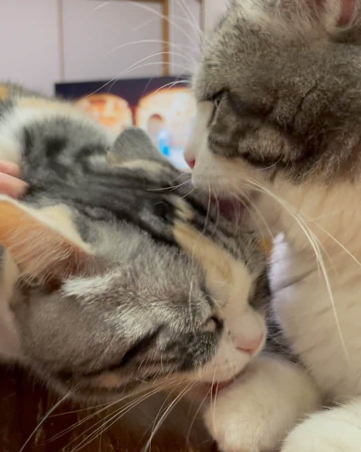 のインスタグラム：「#motherandson すぅちゃんは息子のパンちゃんが大事❤️❤️❤️ パンちゃんはお母さんが大好き❤️❤️❤️  #ねこ#cat#catofinstagram#cats#マンチカン部#ぺぺぺっつ#ねこのきもち#多頭飼い#パンチクリン健太#マンチカン#munchkin #scottishfold#スコティッシュフォールド#短足#ねこ好き#ねこのいる生活#bestmeow#pecoねこ部#pecotv#club_of_cats#catsoftheday#instacat_meows#cats_of_world#cat_features#kitties#hachiwarebroモデル#スタペグラム」