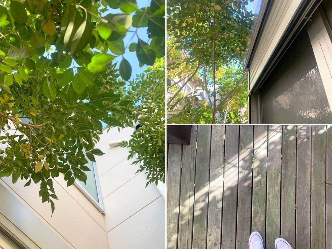 せたがやクラソンのインスタグラム：「『小さなきっかけウッドデッキ 103』﻿ ﻿ ・東急田園都市線桜新町駅 徒歩8分 ・8.3万円・26.49㎡・1R ___________________________________________________________________﻿  間取りはワンルーム。 洋室と大きめのクローゼットのあるお部屋。 ですが、実際に行ってみるとこのクローゼットかなりの大きさ…！ もちろん洋服類専用の場所にしてもいいですが、 これだけの大きさがあったら寝室にできちゃう。 そして洋室とキッチンを、広々つかうのさ〜。  1階なので日当たりはまずまずなのですが、窓の先、いい景色あった。 ウッドデッキです。芯が細めの植物が植えられており、 緑もありながら、木々の隙間に空が見える。  木々の変化を観察したり、朝いちばんに朝日を浴びる生活にしたり、 お風呂でほてった身体を冷ましたり、感傷に浸りたいとき夜風浴びたり。  ちいさな小さなものだけど、あると随分暮らしが変わる。  ▼この物件の詳細、﻿ そのほかのお部屋はプロフィールのリンクから﻿ @setagayakurasson﻿ ___________________________________________________________________﻿ ﻿ 「オンラインでお部屋探し」スタートしました！ ご相談お待ちしております。 ﻿ ﻿https://setagayakurasson.com/online _____________________________________________________________________﻿ ﻿ #せたがやクラソン #せたがやンソン #賃貸 #お部屋探し #オンラインお部屋探し #引っ越し #内見 #部屋 #ワンルーム #ひとり暮らし #ふたり暮らし #好きな街 #暮らしを楽しむ #キッチン #家具 #世田谷 #賃貸インテリア #リノベーション #コンシェルジュ #世田谷のお部屋探し  #田園都市線 #世田谷線 #桜新町 #上町 #暮らしを楽しむ #一人暮らし部屋  #ウッドデッキ #緑のある暮らし #ウォークインクローゼット #きっかけ」