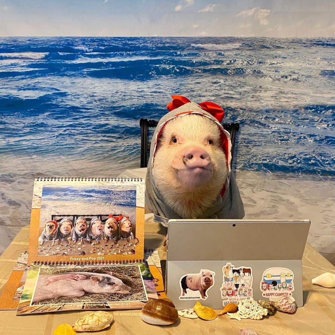 Priscilla and Poppletonさんのインスタグラム写真 - (Priscilla and PoppletonInstagram)「It’s Cyber Monday, and Prissy the hammerhead shark is here  to help you nail some deals!(Swipe to see).🐷❤️🦈 . First off, everything in our Prissy Pig Official Merchandise Store is 20% off with the code PRISSYBF20. To shop this sale go to https://vardise.com/collections/prissy-pig (Merchandise Store link in bio). . Everything in our other store, “The Prissy and Pop Shop” has FREE SHIPPING. To shop this sale go to https://shop.spreadshirt.com/ThePrissyandPopShop/ and click to redeem the code at the top of the page (The Prissy and Pop Shop link in bio). . And last get your 2020 calendars at createphotocalendars.com/shop/prissyandpop.  . All proceeds from any of your purchases will go to our non-profit animal rescue @prissyandpops_helpinghooves. ThOINKs for your support. Happy Shopping Day!❤️」11月30日 21時59分 - prissy_pig