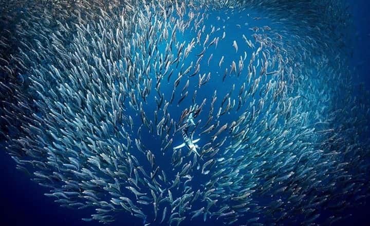 Costa Sunglassesのインスタグラム：「Striped marlin shake up. 📷: @jayclue #SeeWhatsOutThere #BornOnTheWater」