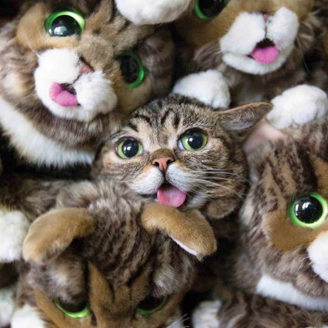 Lil BUBさんのインスタグラム写真 - (Lil BUBInstagram)「Give the gift of BUB! Her Cyber Monday Sale ends TONIGHT, link in bio (www.lilbub.com/store): 20% off everything + a free gift for every $15 spent + a portion of all proceeds benefit Lil BUB’s Big FUND for special needs pets make this a win/win/win situation <3 #lilbub #bestjobbub #bubforever #thegiftofbub」12月1日 7時44分 - iamlilbub