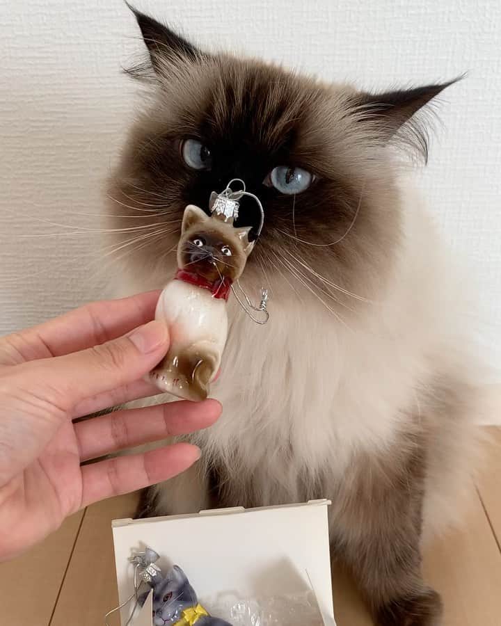 のインスタグラム：「お気に入りのガラス製🐈🐈‍⬛オーナメントは、暴れん坊ベビがいるので今年はお休み👋🥺🎄💓  このオーナメントは @countrycatcom で買った宝物🎁 . . . . #プリュムのいる生活 #猫のいる暮らし  #ヒマラヤン  #赤ちゃんと猫  #もふもふ#ヒマラニャンズ  #猫  #ねこ  #ペコねこ部#可愛い#お気に入り#猫グッズ#クリスマス#オーナメント 　　#ornament#christmas#christmastree  #christmasdecor#Xmas#familytime#fluffy#癒し#🐈 #고양이  #ilovecats  #himalayancat  #catsofinstagram#bestmeow#bestcats_oftheworld#weeklyfluff」