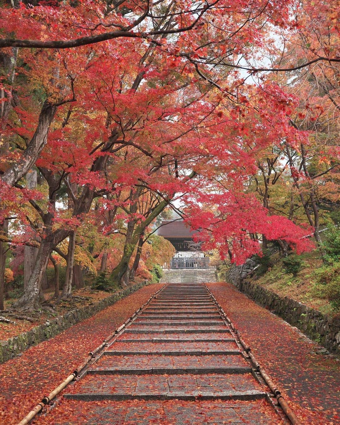 kiccyomuのインスタグラム：「☀️ 2020.12.01 Tue 京都の #紅葉 🍁 真っ赤なモミジ🍁が綺麗で よくお邪魔している #毘沙門堂門跡 石段とモミジ🍁の落葉が素敵でした😊  今日から12月 今月もよろしく😊 今日も元気に🤗  location #京都 📷撮影 2020年11月20日」