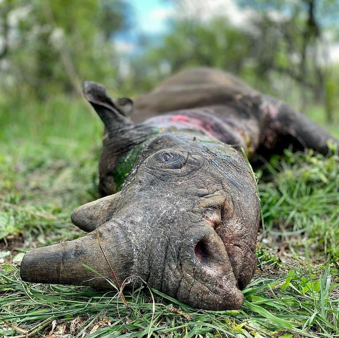 Kevin Richardson LionWhisperer さんのインスタグラム写真 - (Kevin Richardson LionWhisperer Instagram)「*NOT FOR SENSITIVE VIEWERS!!* #liketodislike  This poor girl is lucky to be alive. She was shot in the head by poachers and must’ve run away as the bullet luckily missed her vitals. The picture with the forceps shows the downward trajectory of the bullet which shows the poachers may have been in a vehicle as it’s unlikely that a downward shot would’ve been realistic on foot. The unnecessary suffering this poor critically endangered black rhino has had to endure is beyond me and makes me incredibly angry, all essentially due to human greed. Seeing pictures is no substitute for the sounds, sights and smells that you are confronted with witnessing this. This is what rangers, anti poaching teams and vets regularly have to see. This rhino poaching scourge is likened to a war for good reason, but to win wars you need to be a step ahead of your opponent and we’ll funded. Unfortunately many smaller reserves lack the funding. Dinokeng is no different and that’s why my foundation is getting involved to help raise some much needed funding for the anti poaching unit. Make no mistake, the team is incredible and are super effective with what meager means they have but they could be so much more effective if they didn’t have to worry about money. If there was no market in the Far East for rhino horn this would not have happened and I wouldn’t be posting this.  But there is and I do have to. She’s considered to be one of the lucky ones as she’s at least still alive. It’s a paltry consolation considering that she should never be in this position in the first place and has weeks if not months of recovery ahead. I salute all who responded so quickly to the information that this old lady was injured and who literally put their lives on the line everyday for what is essentially the whole of humankind’s responsibility and problem.  #rhino #blackrhino #poaching #poachers #antipoaching #saveourrhino #saverhinos #fundraiser #conservation #money #funding #protecthabitat #savehabitat #kevinrichardson #kevinrichardsonfoundation」11月30日 23時53分 - lionwhisperersa