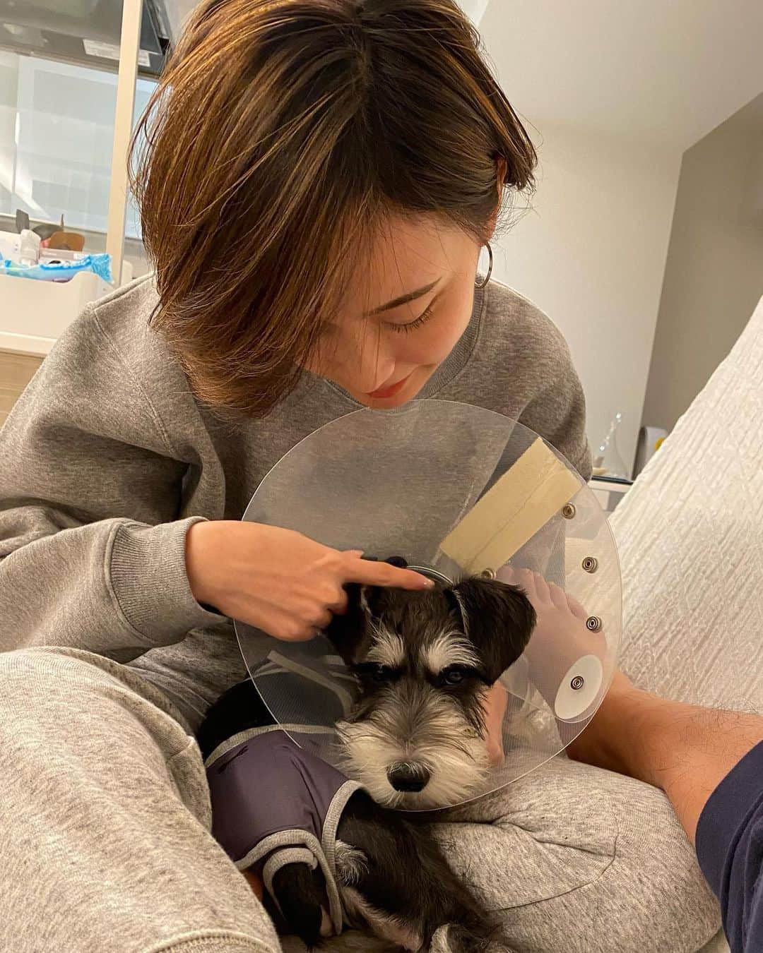 木村安梨沙のインスタグラム：「アルくん 先日去勢手術した為、エリザベスを付けて 術後服を着せてます😢❤️ 最近ソファー🛋に乗れるようになって ずっとべったり甘えるようになってきてくっついてくれたり、 くつろげるようになってきたから、 安心してくれるようになったのかなと。 嬉しい限りです。 アルくん5ヶ月にて去勢の巻でした。」