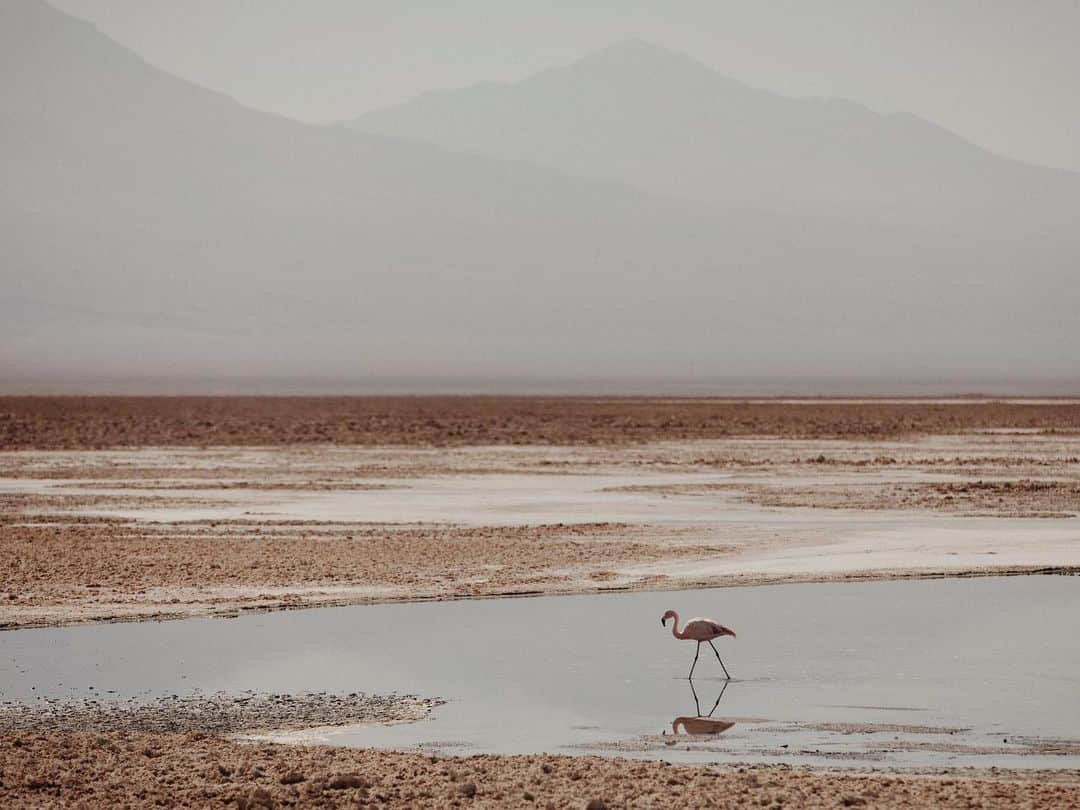 C E R E A Lのインスタグラム：「From above, its orange skin ripples. It’s flanked by two high mountain ranges and the clouds cannot reach it. Little rain falls, and, in places, none at all. We could wander over the rise until our vehicle is out of sight. Until all we can see is dust, salt, rock, all wiped clean by the barrelling wind.  We know there’s life here — lichens, leathery spines, woody stems — and, somewhere, out of sight, breathing creatures too. Squeezed under rocks or motionless against the sand, their living tissues sealed up tight in armour and scales. Birds, at least, are plentiful. They stand stilt-legged on shining planes of brine. They sail overhead, always on the move from somewhere to somewhere else.  Atacama Desert: Dust Stained Skies. 📷: @richardgaston 🖊: @aslanimal   From Cereal Volume 20. Order a copy via the link in profile to read the full story.」