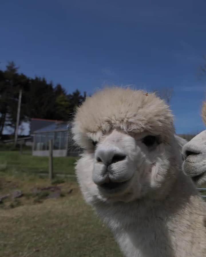 のインスタグラム：「This cheeky Alpaca is here to brighten up your Monday. We met her during our visit to the farm in Exmoor to explore the home of some of our unique fibres.	  #MadeInEngland」