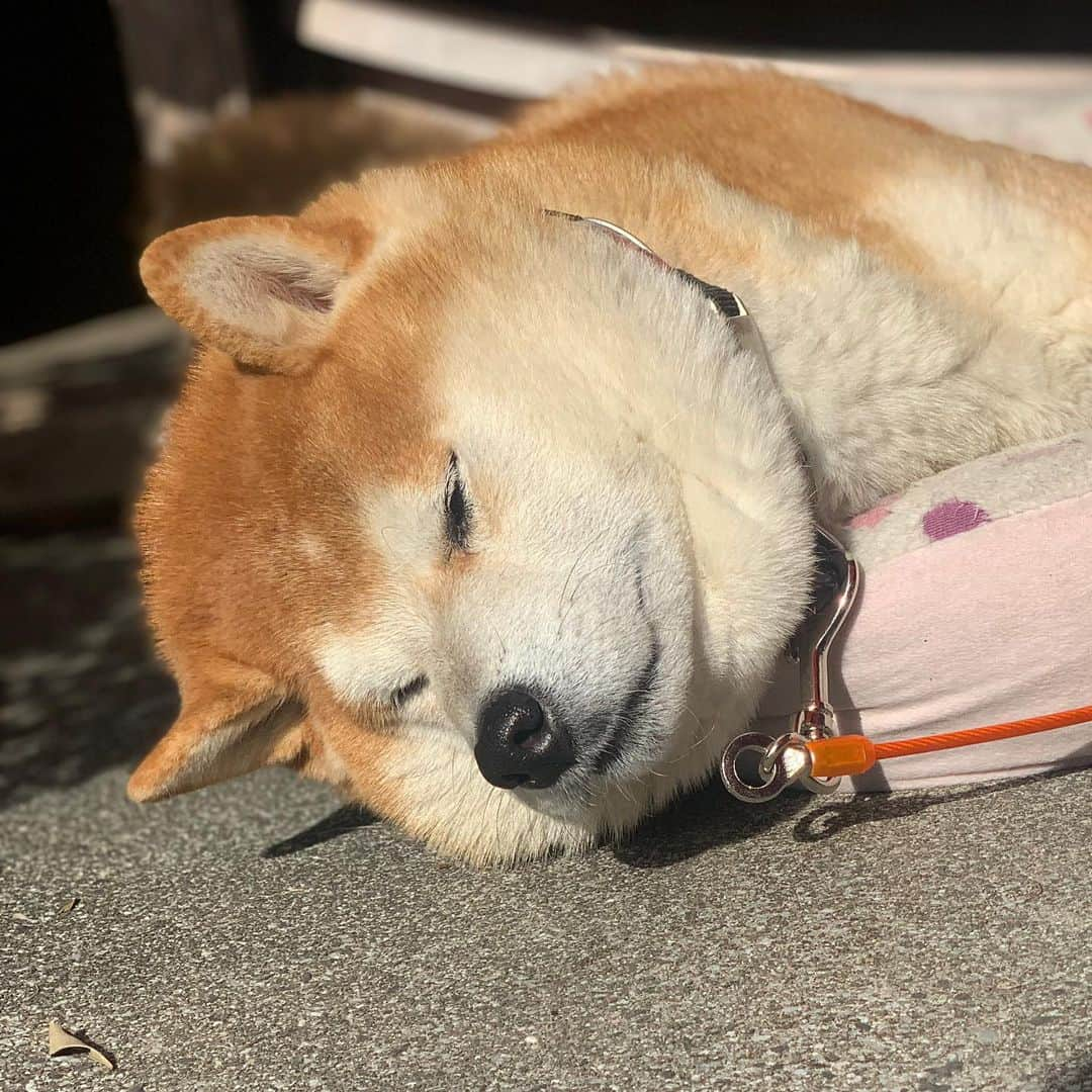 柴犬 たろさんのインスタグラム写真 - (柴犬 たろInstagram)「* あほ面の太った子が寝てました🐻🐖💕 ✩ ✩ #それはタロちゃん #睡眠大好き❤ #shibainu #柴犬 #japanesedog」12月1日 0時33分 - tarochantarochan